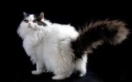怎么清洗长毛猫的尾巴