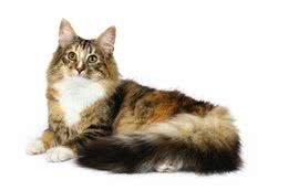 宠物猫之缅因猫，缅因猫有什么特点