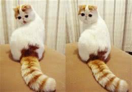 异国短毛猫（加菲猫）喂食要求