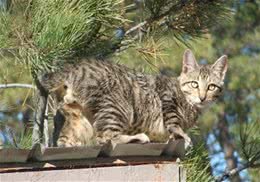 猫咪节后综合症解决方案
