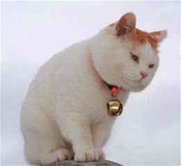 如何防止猫咪减肥反弹