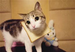 猫咪也会情绪低落吗？