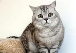 猫咪水疗好处多