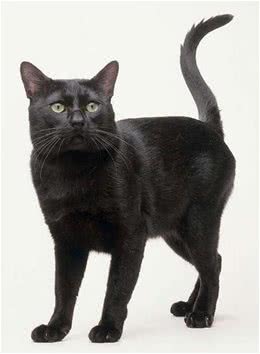 孟买猫和黑猫有什么区别