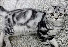 13种纠正猫咪排便不当行为