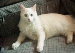 猫咪家庭训练小知识