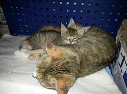 断奶猫咪如何喂食