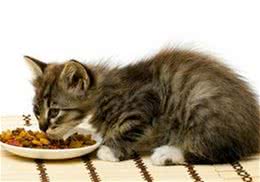建议猫咪少吃的一些食物