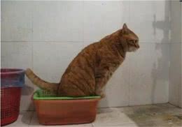 如何训练宠物猫咪使用厕所