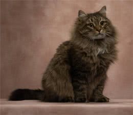 训练猫咪爬山的方法