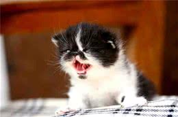 猫猫换牙时期需要留意