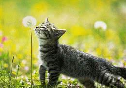 猫咪的除草剂中毒