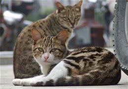 狸花猫的寿命有多长