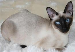 东奇尼猫的养护小技巧