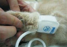 给猫咪测血压的方法及意义
