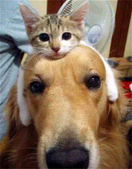 猫狗大PK谁更受喜爱