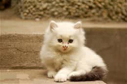 如何让猫咪养成良好的便溺习惯