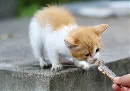 猫咪能吃海水鱼吗？