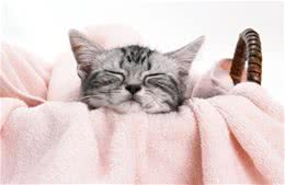 怎么判断宠物猫有压抑情绪