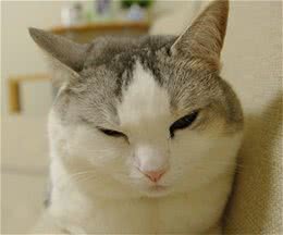 猫咪嗅觉一样非常灵敏