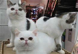 猫咪的户外运动之游泳