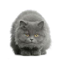 美国短毛猫图片，美国短毛猫介绍