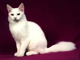 土耳其安哥拉猫的CFA标准