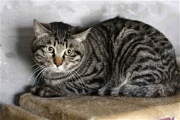 中国狸花猫的性格分析