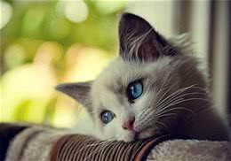 关于猫咪你可能不知道的秘密