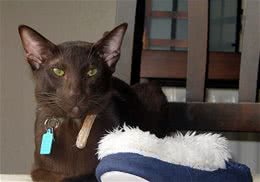 如何做好小猫的管理