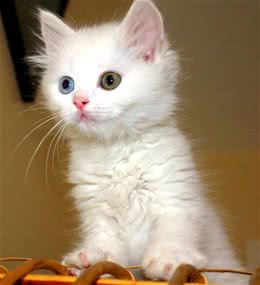 猫咪走丢了该怎么处理