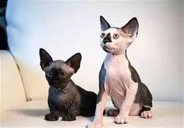 无毛猫咪的魅力