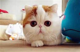 加菲猫（异国短毛猫）什么价格？