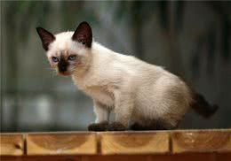 猫咪寄养需要注意哪些问题