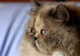 波斯猫的几个养护要点