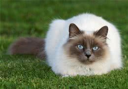 养猫有利孩子身心健康