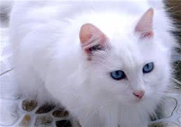 自制猫咪肉末鸡蛋羹