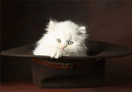 如何击退猫咪黑下巴