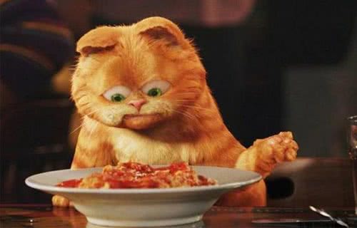 不要给猫咪喂你吃的饭菜