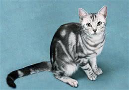 猫咪接种疫苗须知