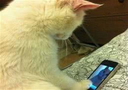 猫咪是天才还是弱智？