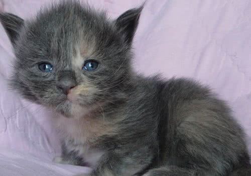 缅因猫的性格特点