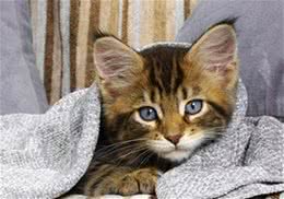 猫咪临床用药的注意事项
