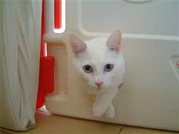 高度关注宠物猫的食品安全很重要
