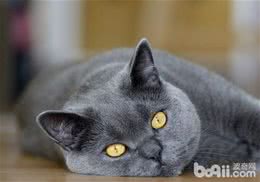 英国短毛猫的性格特征