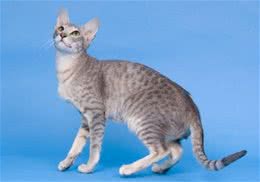 12月龄以内的猫咪对猫粮有何特殊要求
