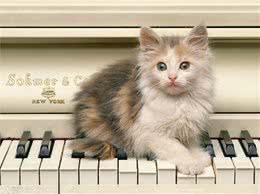 猫咪舌头作用多