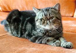 猫吃蔬菜吗