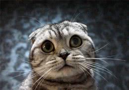 警惕免费送纯种猫的骗局