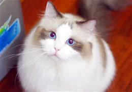 怎样让小猫用猫砂